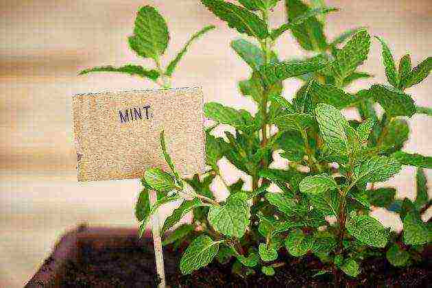 grow plants at home