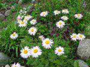 grow chamomile at home