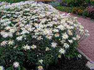 grow chamomile at home