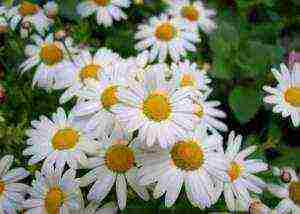 grow chamomile at home