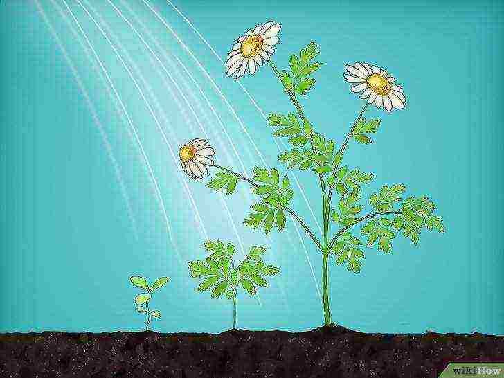 grow chamomile at home