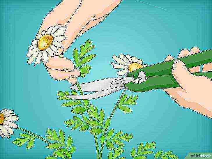 grow chamomile at home