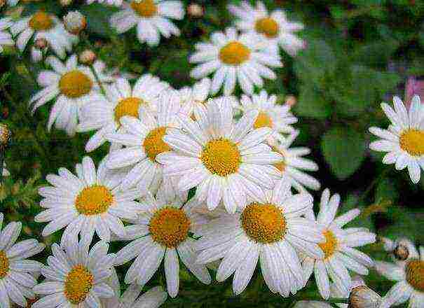 grow chamomile at home