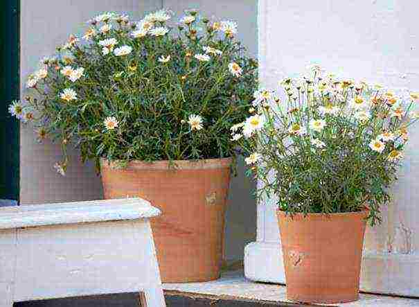 grow chamomile at home