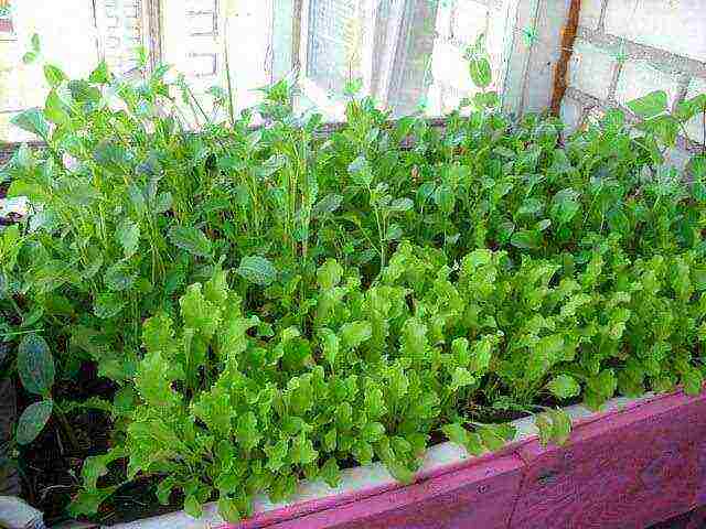 palaguin ang arugula sa bahay