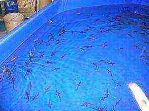 grow fish at home in pools