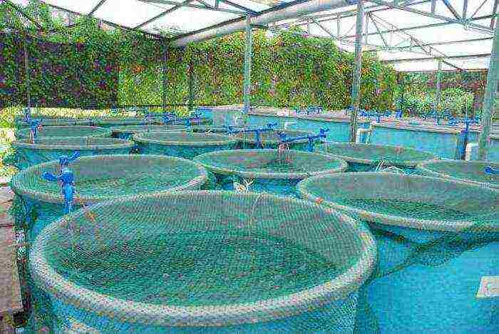 grow fish at home in pools