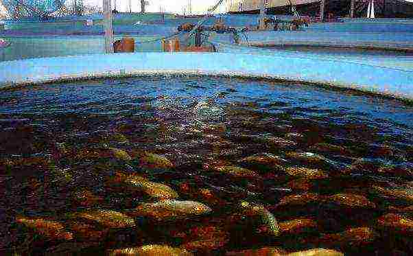 magtanim ng isda sa bahay sa mga pool