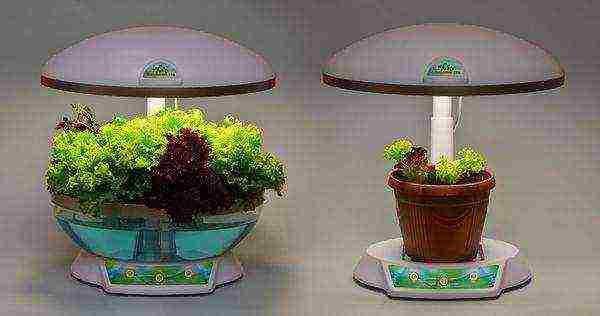 grow lettuce at home