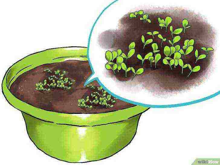 grow lettuce at home