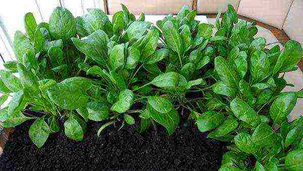 grow spinach at home