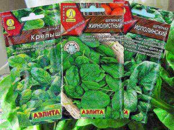 grow spinach at home