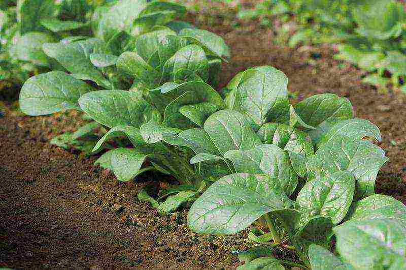 grow spinach at home