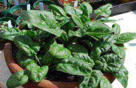 grow spinach at home