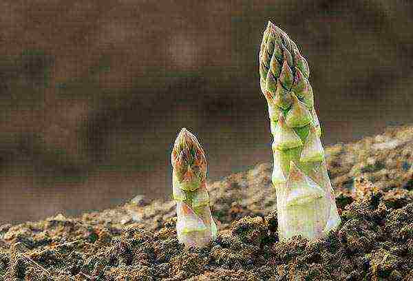 grow asparagus at home