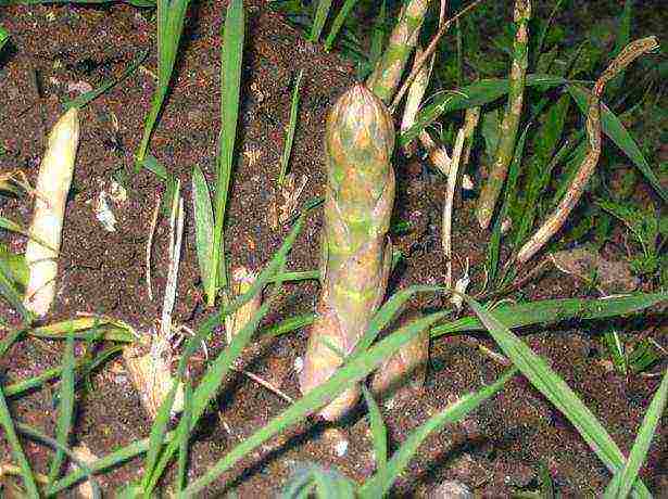 palaguin ang asparagus sa bahay