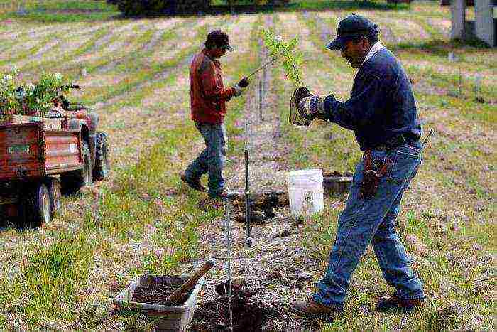 grow truffles at home