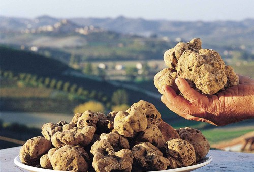 grow truffles at home