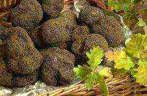 grow truffles at home