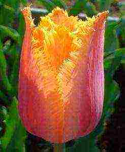 grow tulips at home