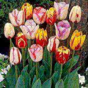 grow tulips at home