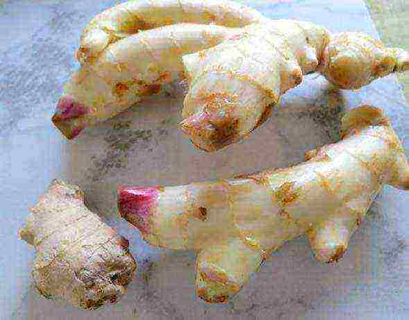 grow ginger at home