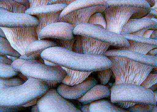 grow oyster mushrooms at home in winter
