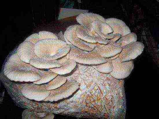 grow oyster mushrooms at home