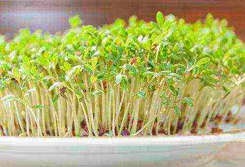 grow greens at home