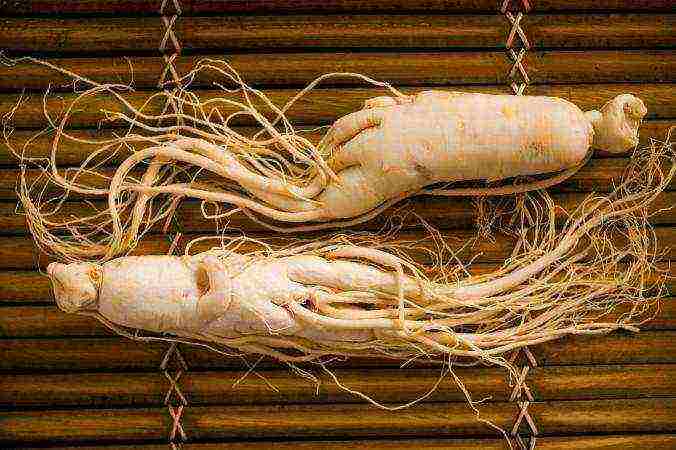 palaguin ang ginseng sa bahay