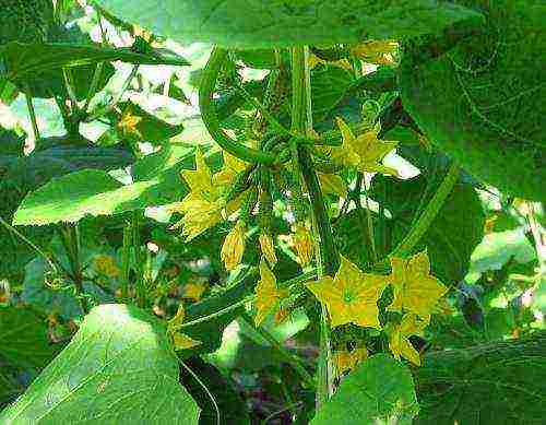 I grow cucumbers on the balcony, the ovary is there and does not grow