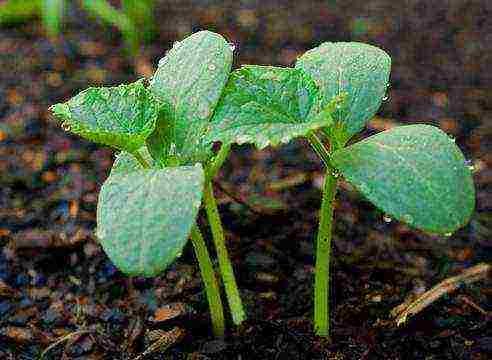 I grow cucumbers on the balcony, the ovary is there and does not grow