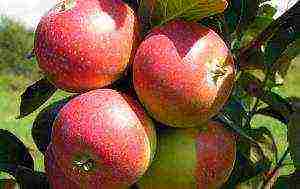 apple trees the best early varieties