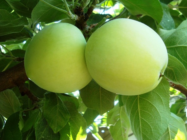 apple trees the best early varieties