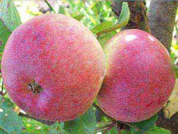 apple trees the best early varieties