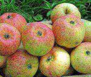 apple trees the best early varieties