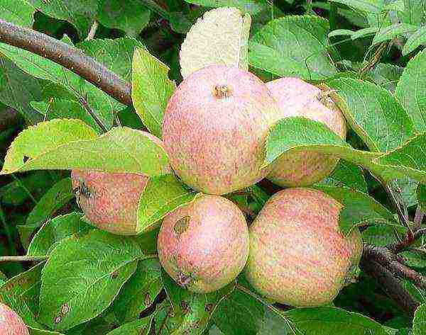 apple trees the best early varieties