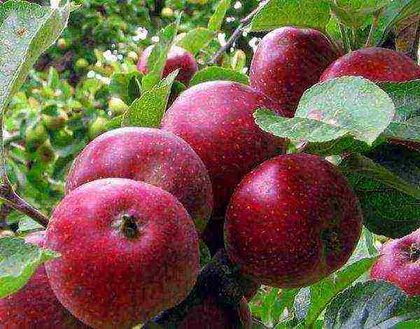 apple trees the best early varieties