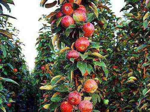 apple trees the best winter variety