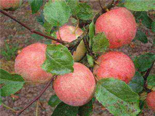 apple trees the best winter variety