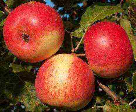 apple trees the best winter variety