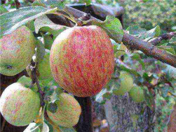 apple trees the best winter variety