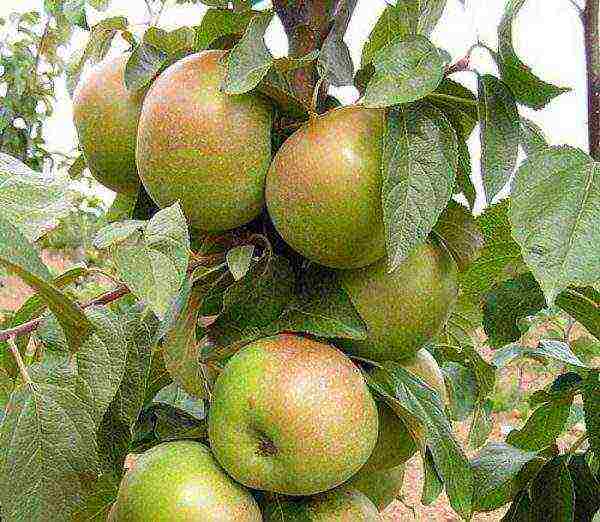 apple trees the best winter variety