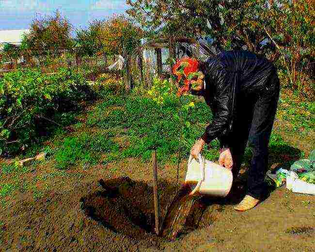 apple tree columnar planting and care in the open field