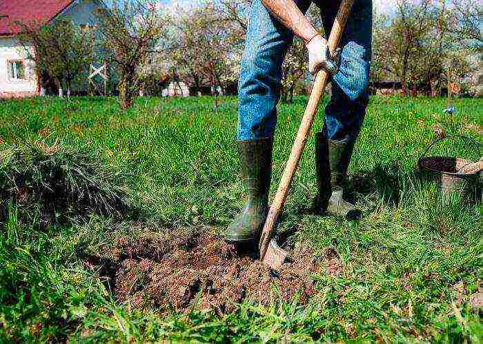 apple tree columnar planting and care in the open field