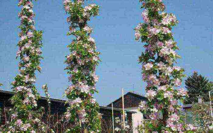 apple tree columnar planting and care in the open field