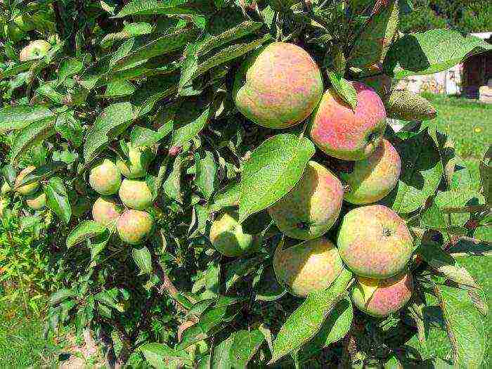 apple tree columnar planting and care in the open field