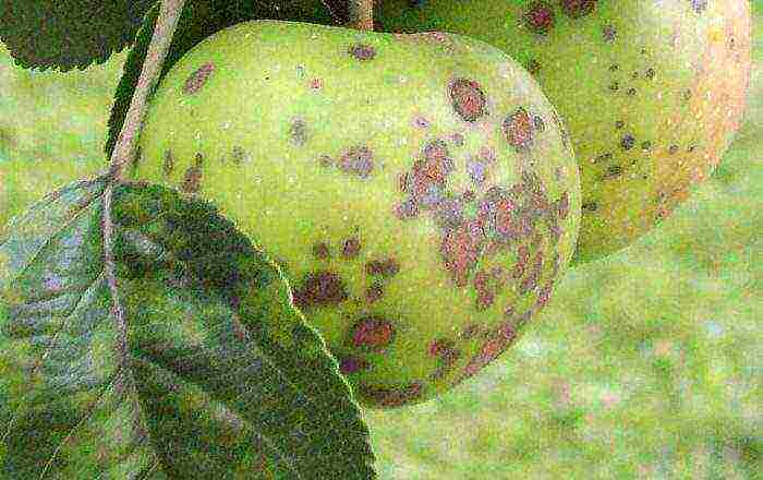 apple tree columnar planting and care in the open field