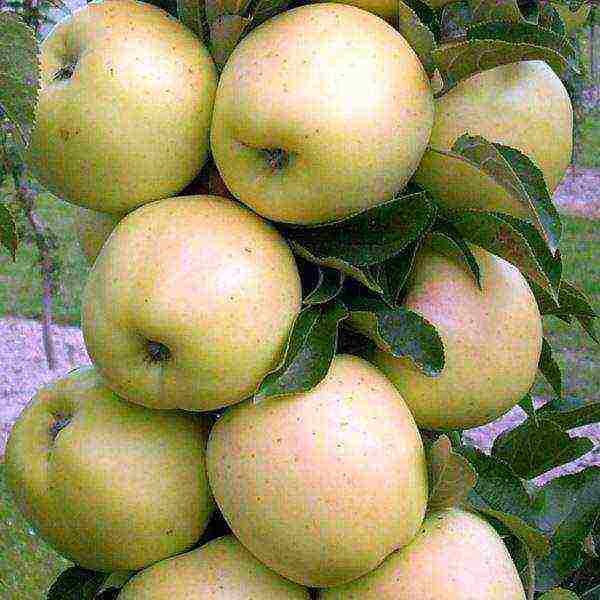 apple tree columnar planting and care in the open field