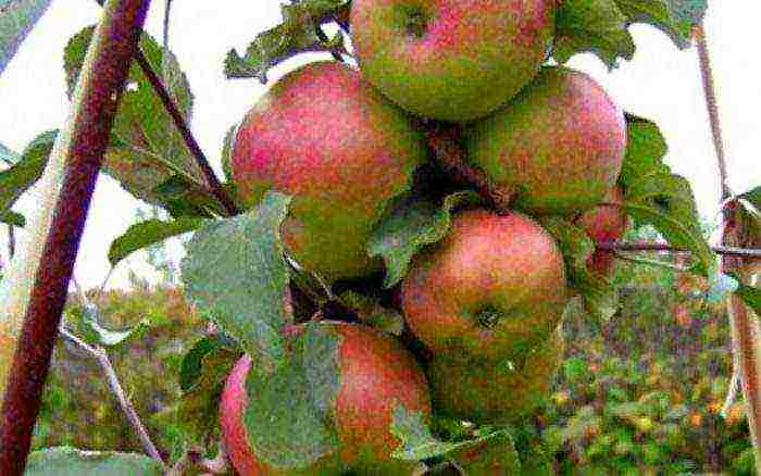 apple tree columnar planting and care in the open field